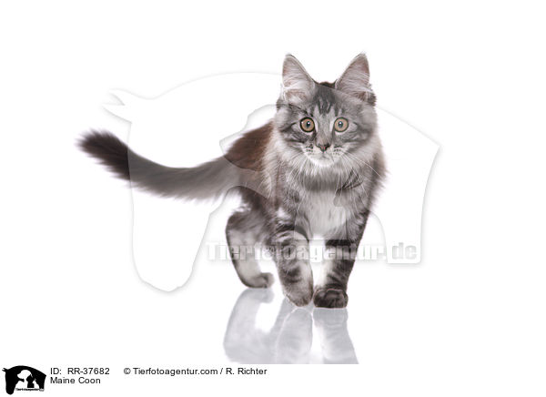 Maine Coon / Maine Coon / RR-37682