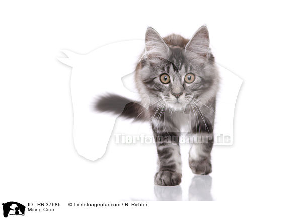 Maine Coon / Maine Coon / RR-37686