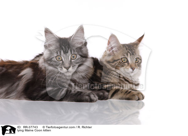 liegendes Maine Coon Ktzchen / lying Maine Coon kitten / RR-37743