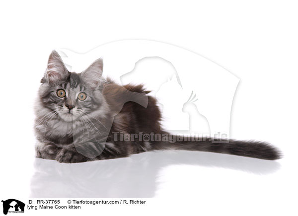 liegendes Maine Coon Ktzchen / lying Maine Coon kitten / RR-37765