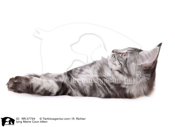 liegendes Maine Coon Ktzchen / lying Maine Coon kitten / RR-37794