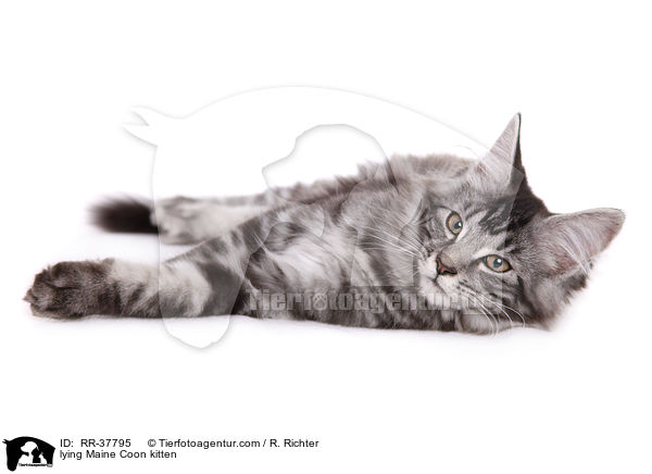 liegendes Maine Coon Ktzchen / lying Maine Coon kitten / RR-37795