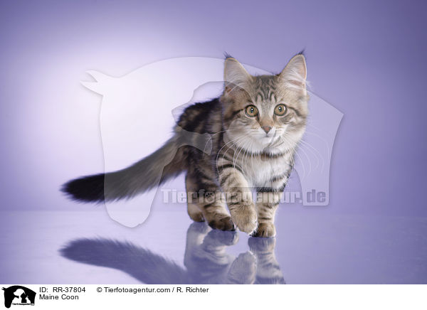 Maine Coon / Maine Coon / RR-37804