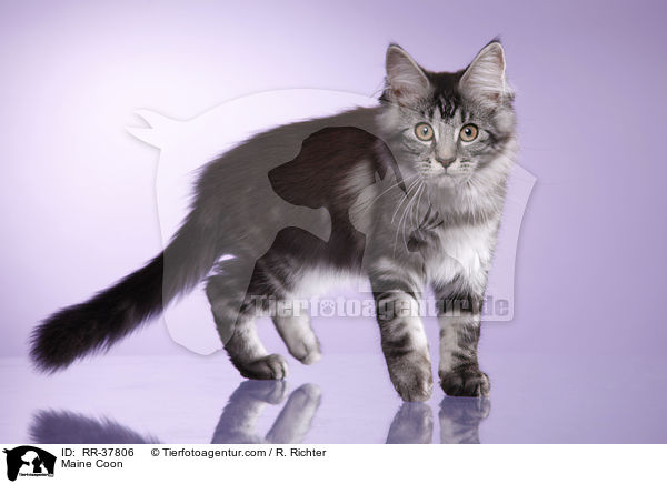 Maine Coon / Maine Coon / RR-37806