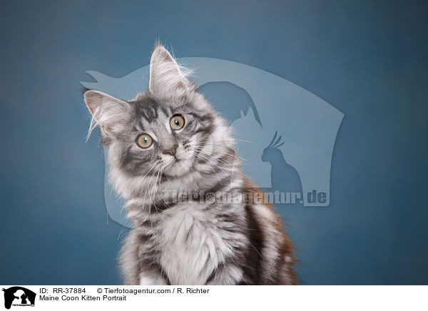 Maine Coon Ktzchen Portrait / Maine Coon Kitten Portrait / RR-37884