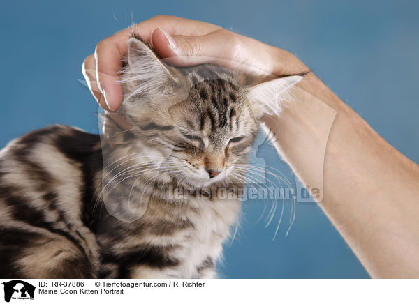 Maine Coon Ktzchen Portrait / Maine Coon Kitten Portrait / RR-37886