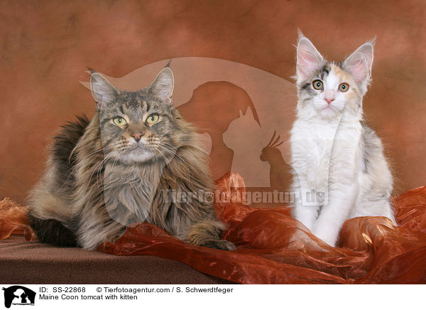 2 Maine Coons / 2 Maine Coons / SS-22868