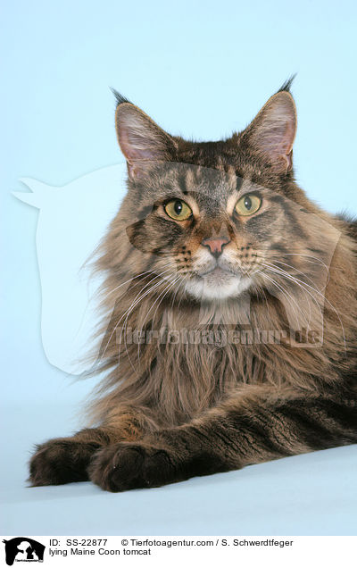 Maine Coon Kater / Maine Coon tomcat / SS-22877