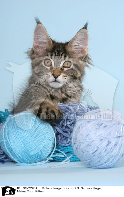 Maine Coon Ktzchen / Maine Coon Kitten / SS-22934