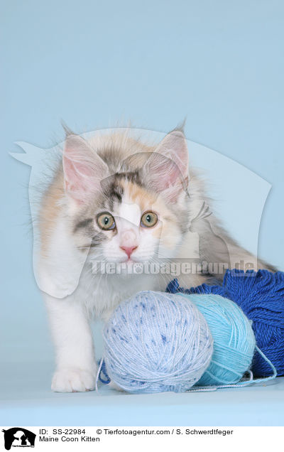 Maine Coon Ktzchen / Maine Coon Kitten / SS-22984