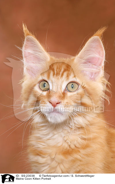 Maine Coon Ktzchen / Maine Coon Kitten / SS-23038