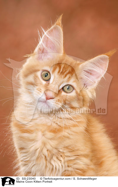 Maine Coon Ktzchen / Maine Coon Kitten / SS-23040