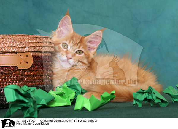 Maine Coon Ktzchen / Maine Coon Kitten / SS-23067