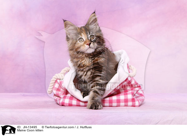 Maine Coon Ktzchen / Maine Coon kitten / JH-13495