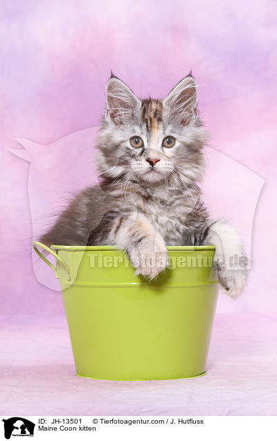 Maine Coon Ktzchen / Maine Coon kitten / JH-13501