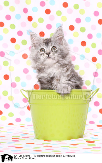 Maine Coon Ktzchen / Maine Coon kitten / JH-13506