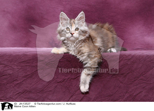 Maine Coon Ktzchen / Maine Coon kitten / JH-13527