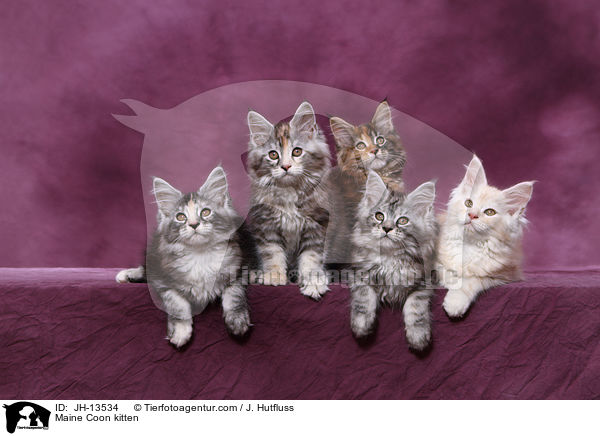 Maine Coon Ktzchen / Maine Coon kitten / JH-13534