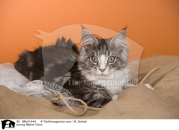 junge Maine Coon / young Maine Coon / NN-01444