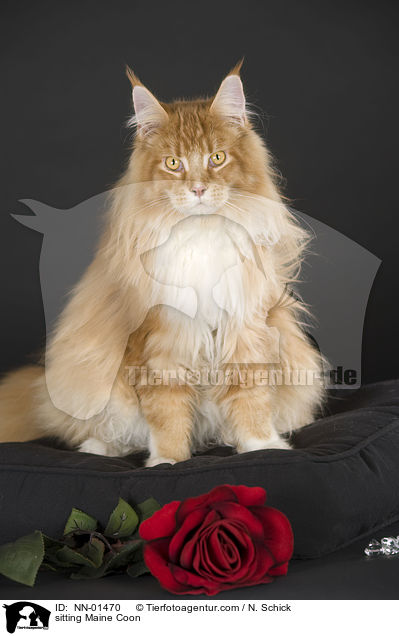 sitzende Maine Coon / sitting Maine Coon / NN-01470