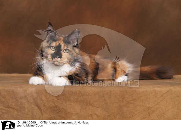 junge Maine Coon / young Maine Coon / JH-15500