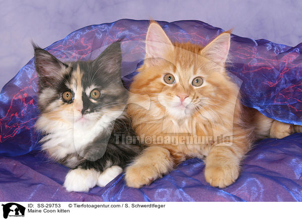 Maine Coon Ktzchen / Maine Coon kitten / SS-29753