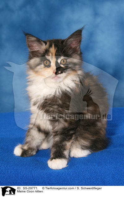 Maine Coon Ktzchen / Maine Coon kitten / SS-29771