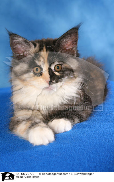 Maine Coon Ktzchen / Maine Coon kitten / SS-29773