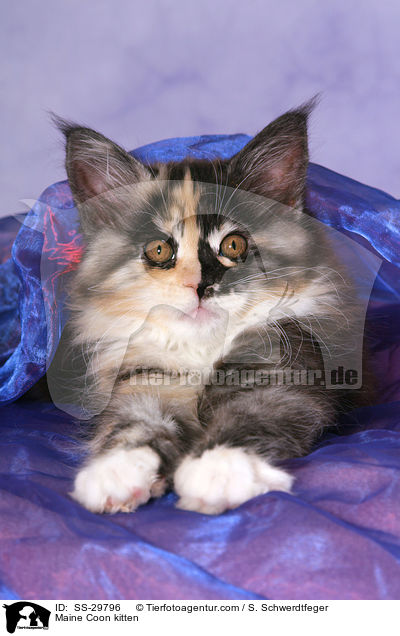 Maine Coon Ktzchen / Maine Coon kitten / SS-29796