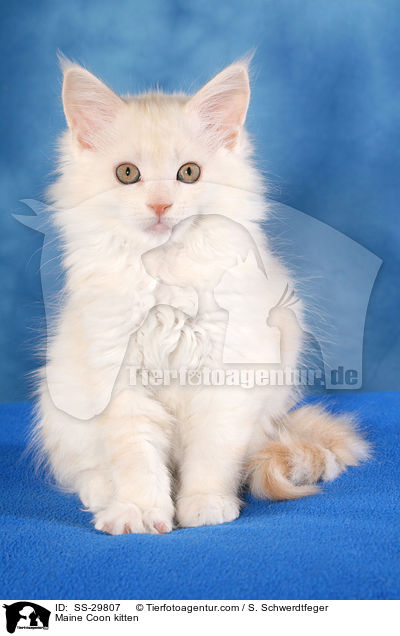 Maine Coon Ktzchen / Maine Coon kitten / SS-29807