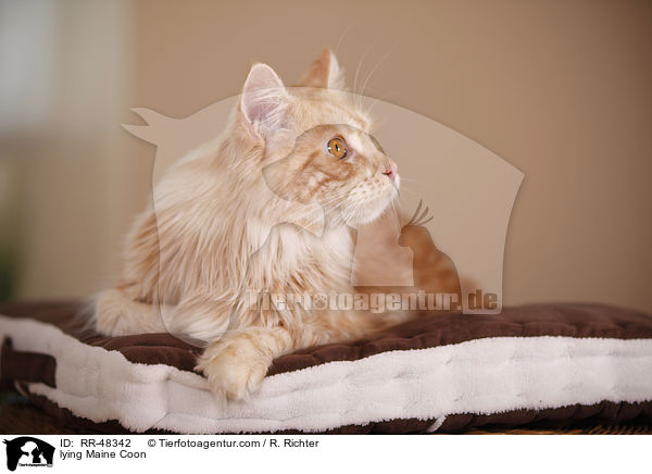 liegende Maine Coon / lying Maine Coon / RR-48342