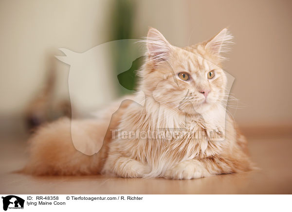 liegende Maine Coon / lying Maine Coon / RR-48358