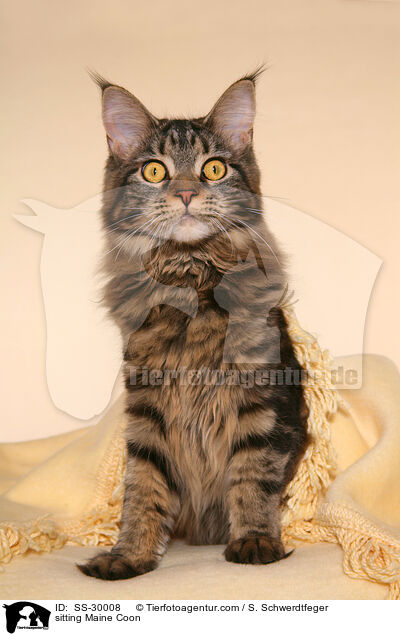 sitzende Maine Coon / sitting Maine Coon / SS-30008