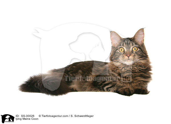 lying Maine Coon / SS-30026