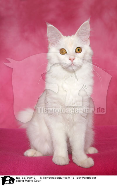 sitzende Maine Coon / sitting Maine Coon / SS-30042