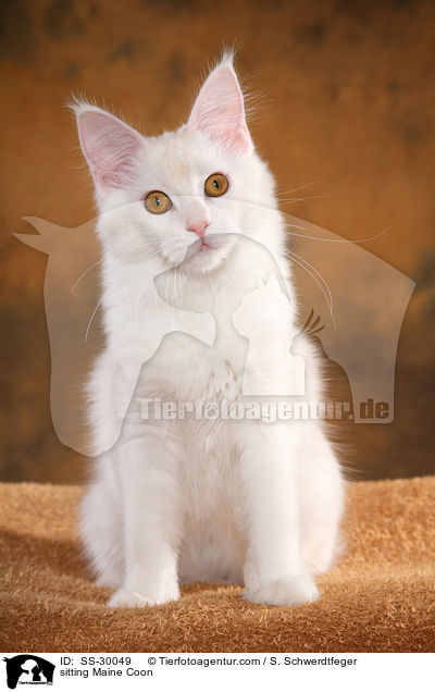 sitzende Maine Coon / sitting Maine Coon / SS-30049