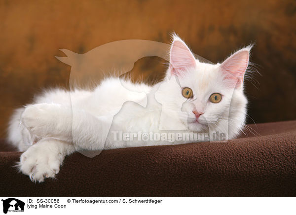 liegende Maine Coon / lying Maine Coon / SS-30056