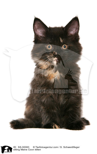 Maine Coon Ktzchen / Maine Coon kitten / SS-30083