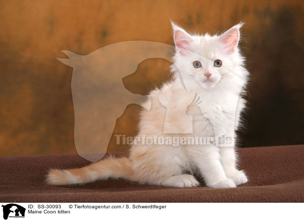 Maine Coon Ktzchen / Maine Coon kitten / SS-30093