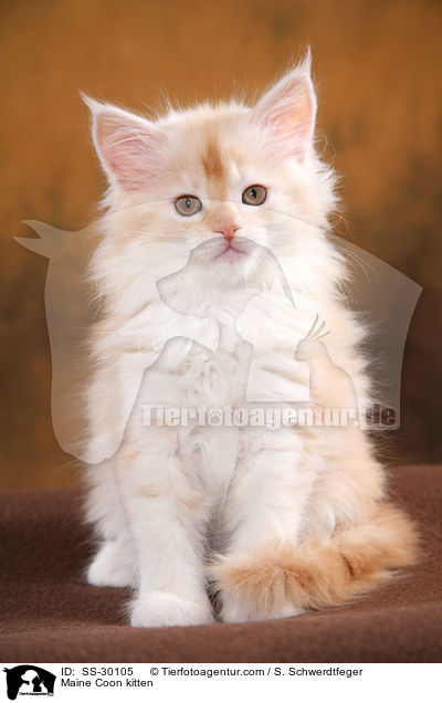 Maine Coon Ktzchen / Maine Coon kitten / SS-30105