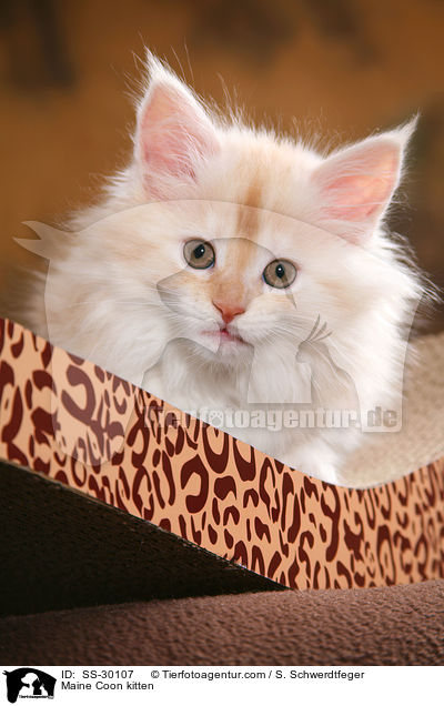 Maine Coon Ktzchen / Maine Coon kitten / SS-30107