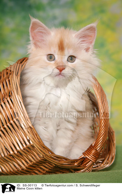 Maine Coon Ktzchen / Maine Coon kitten / SS-30113