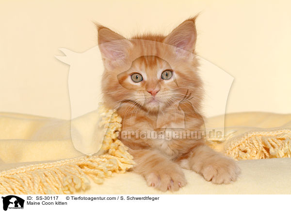 Maine Coon Ktzchen / Maine Coon kitten / SS-30117