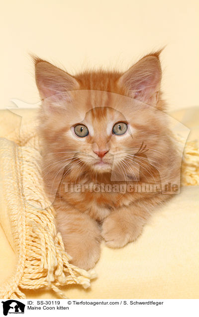 Maine Coon Ktzchen / Maine Coon kitten / SS-30119