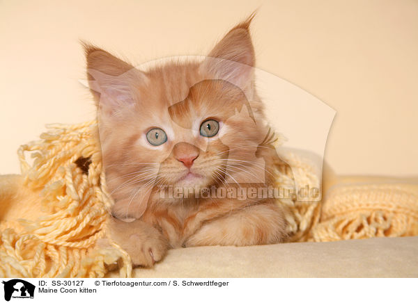 Maine Coon Ktzchen / Maine Coon kitten / SS-30127