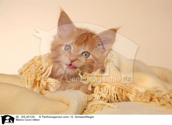 Maine Coon kitten / SS-30129