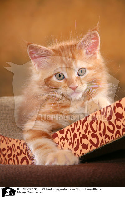 Maine Coon Ktzchen / Maine Coon kitten / SS-30131