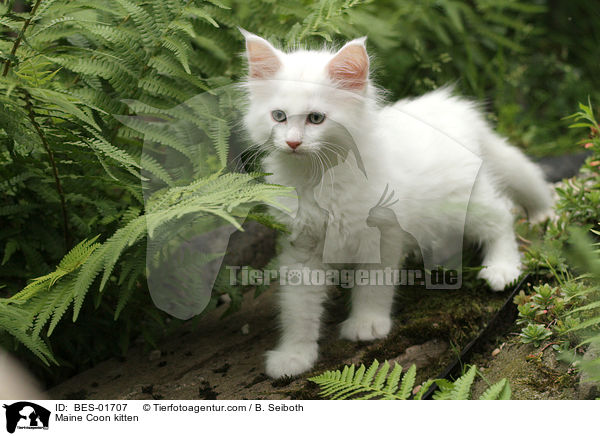 Maine Coon Ktzchen / Maine Coon kitten / BES-01707