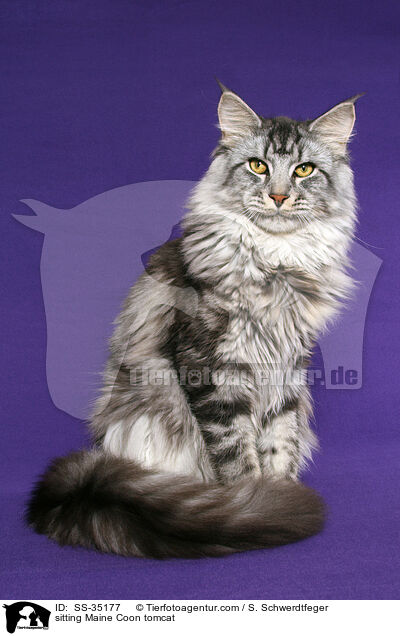 sitting Maine Coon tomcat / SS-35177