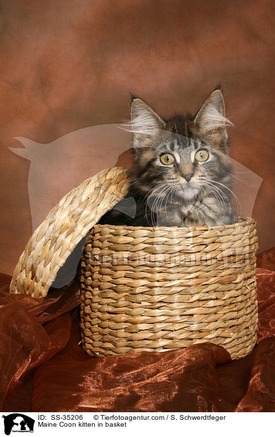 Maine Coon Ktzchen im Krbchen / Maine Coon kitten in basket / SS-35206